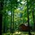 Ile kosztuje weekend w Białowieży: na co zwrócić uwagę planując budżet wypoczynku