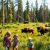 Białowieża dla dzieci: najlepsze atrakcje i pomysły na rodzinną przygodę w sercu puszczy